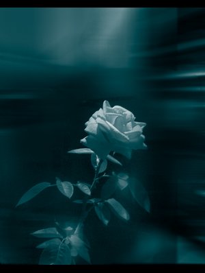 2723464.jpg